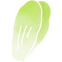 Endive